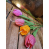 Une Fleur, Mille Émotions (Tulipe)
